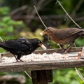 Blackbird Pair
