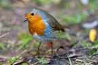 Robin Redbreast Bird