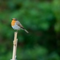 Robin on a Cane