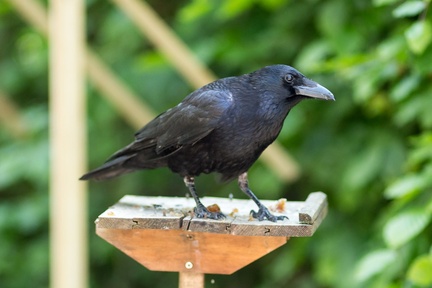 Carrion Crow on Bird Table