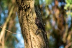 Blackbird in Willow
