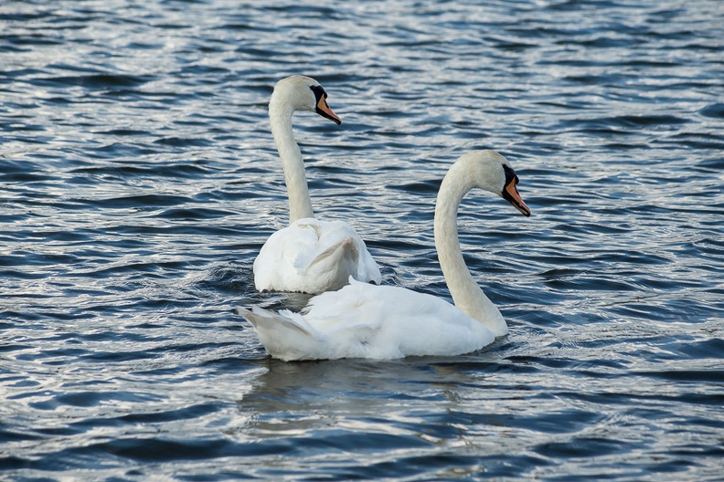swans-sp60-300-g-6d-1721.jpg