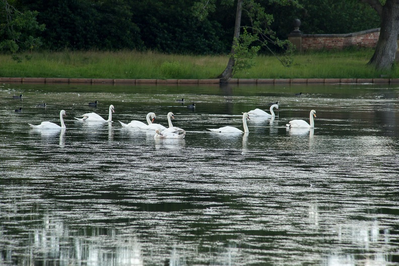 Swans and Coots on Tundry Pond