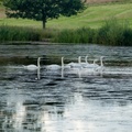Swans on Tundry Pond