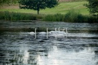Swans on Tundry Pond