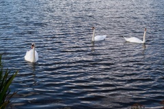 Mute Swans on Tundry Pond