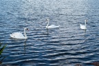 Mute Swans on Tundry Pond