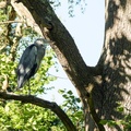 Grey Heron Perch in Tree