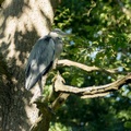 Grey Heron Perch in Tree