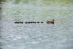 Mallard Duck with Chicks in Tow