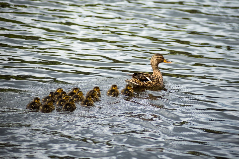 Mallard Duck with Ducklings