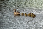 Mallard Duck with Chicks in Tow