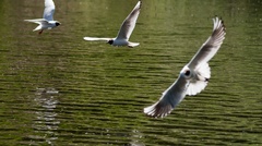 Black-headed Gulls Hunting Mayfly