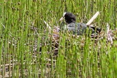 Brooding Coot On Nest