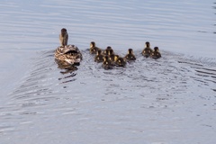 Mallard Duck with Ducklings
