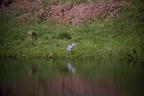 Grey Heron Bird
