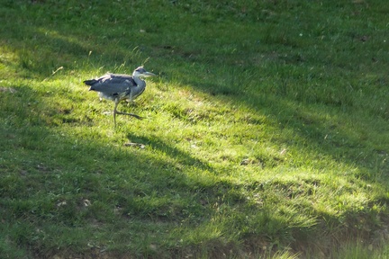Grey Heron Walking