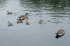 Canada Geese with Goslings