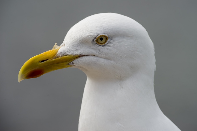 Herring Gull Portrait
