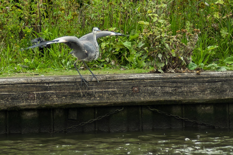 Grey Heron Taking-off