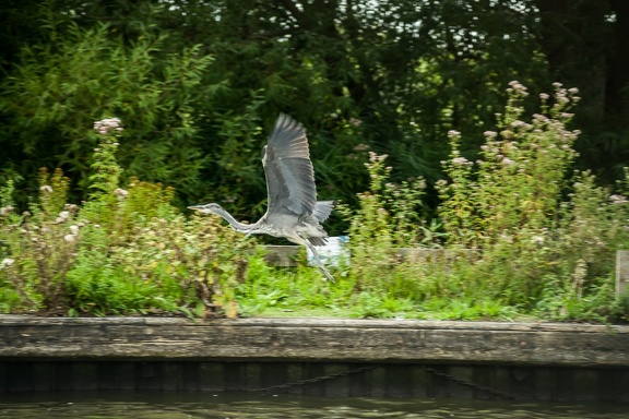 Grey Heron in Flight