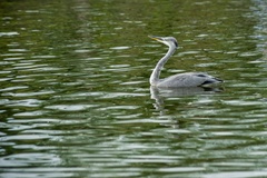 Grey Heron Swimming