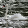 Swan on River Bure, Norfolk
