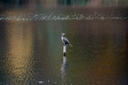Cormorant Perch on a Pole