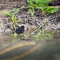 Blackbird Bathing