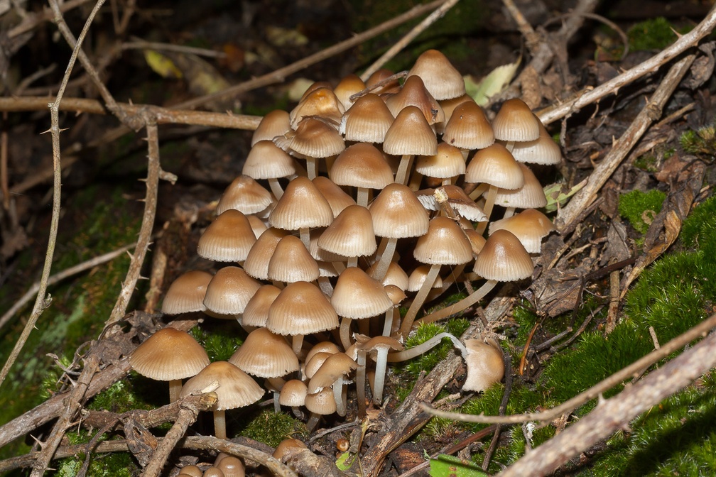 Common Bonnet Mushroom