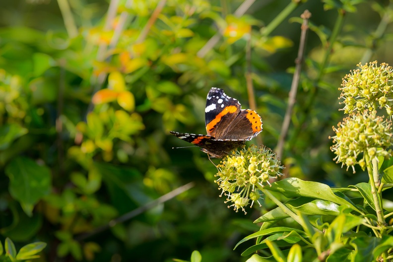 Red Admiral Butterfly on Ivy