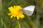 Small White Butterfly on Hawkbit Flower