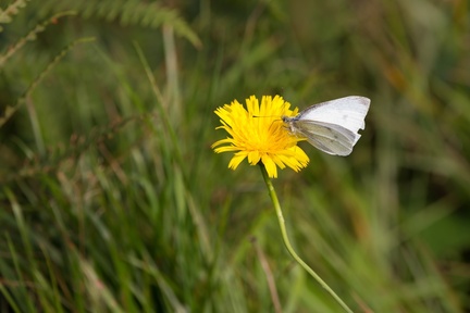 Small White Butterfly on Hawkbit Flower