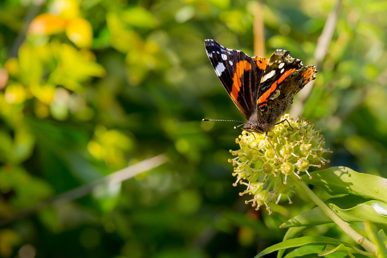 Red Admiral on Ivy