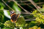 Red Admiral Butterfly on Ivy