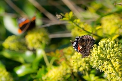 Red Admiral Butterflies on Ivy