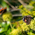 Red Admiral Butterflies on Ivy