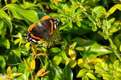 Red Admiral on Ivy Flower