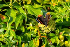 Red Admiral on Ivy Flower