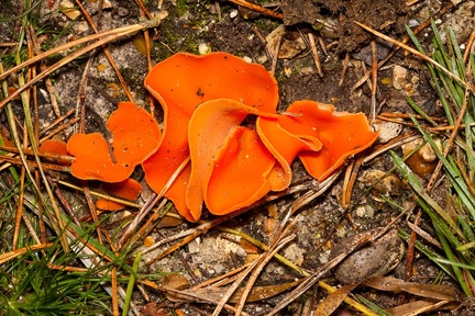 Orange Peel Fungus