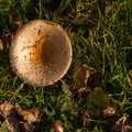 mushroom-elmarit60-g-40D7780.jpg