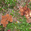 Brittlestem Mushrooms