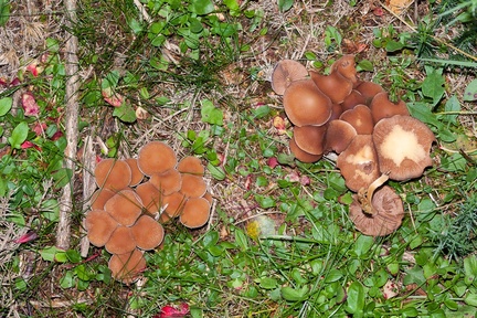 Brittlestem Mushrooms