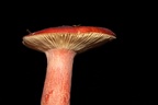 Brittlegill Mushroom