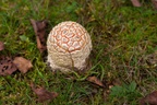 Young  Fly Agaric Mushroom