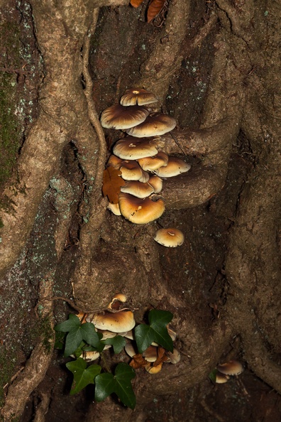 Sulphur Tuft Fungus on Tree