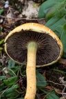Mushroom Gills