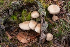 Mushrooms on Tree Stump