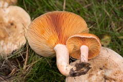Saffron Milkcap Mushroom