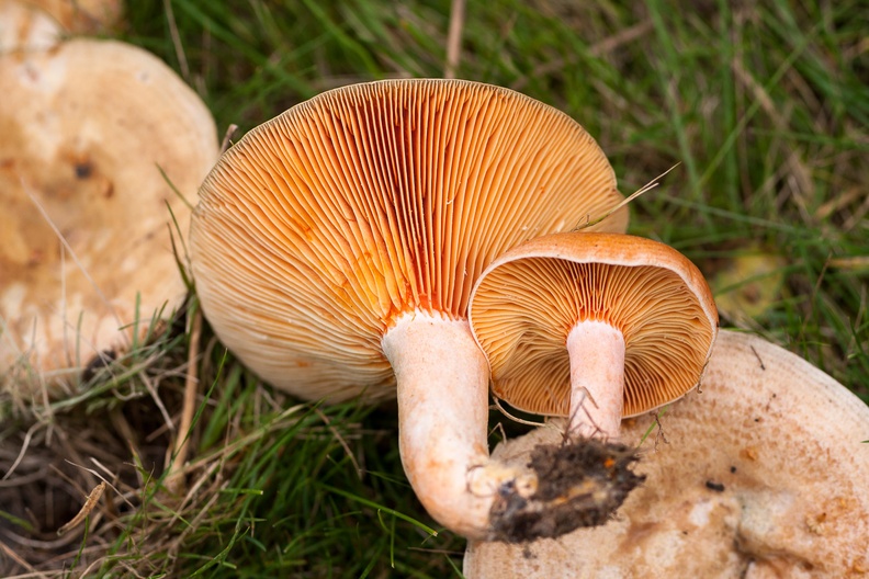 mushroom-elmarit60-g-40D7890.jpg